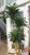 SW *  7ft Dracaena in Pot