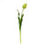 WIN *  Tulip Dutch Bud 22.5" Green