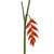 WIN *  Heliconia Hanging 35" Orange/Red