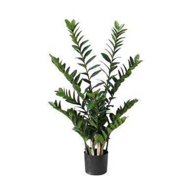 ZZ Plant x15 PTD 4ft