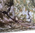 VENATIC Grab & Run Hunting Ground Blind - Ultralight Stake-Free Pop Up Turkey & Deer Hunting Blind - Provides Maximum Concealment