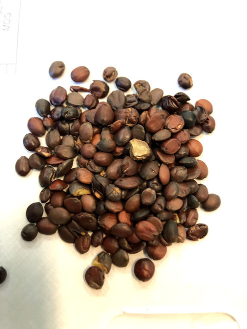 Suan Zao Ren per gram