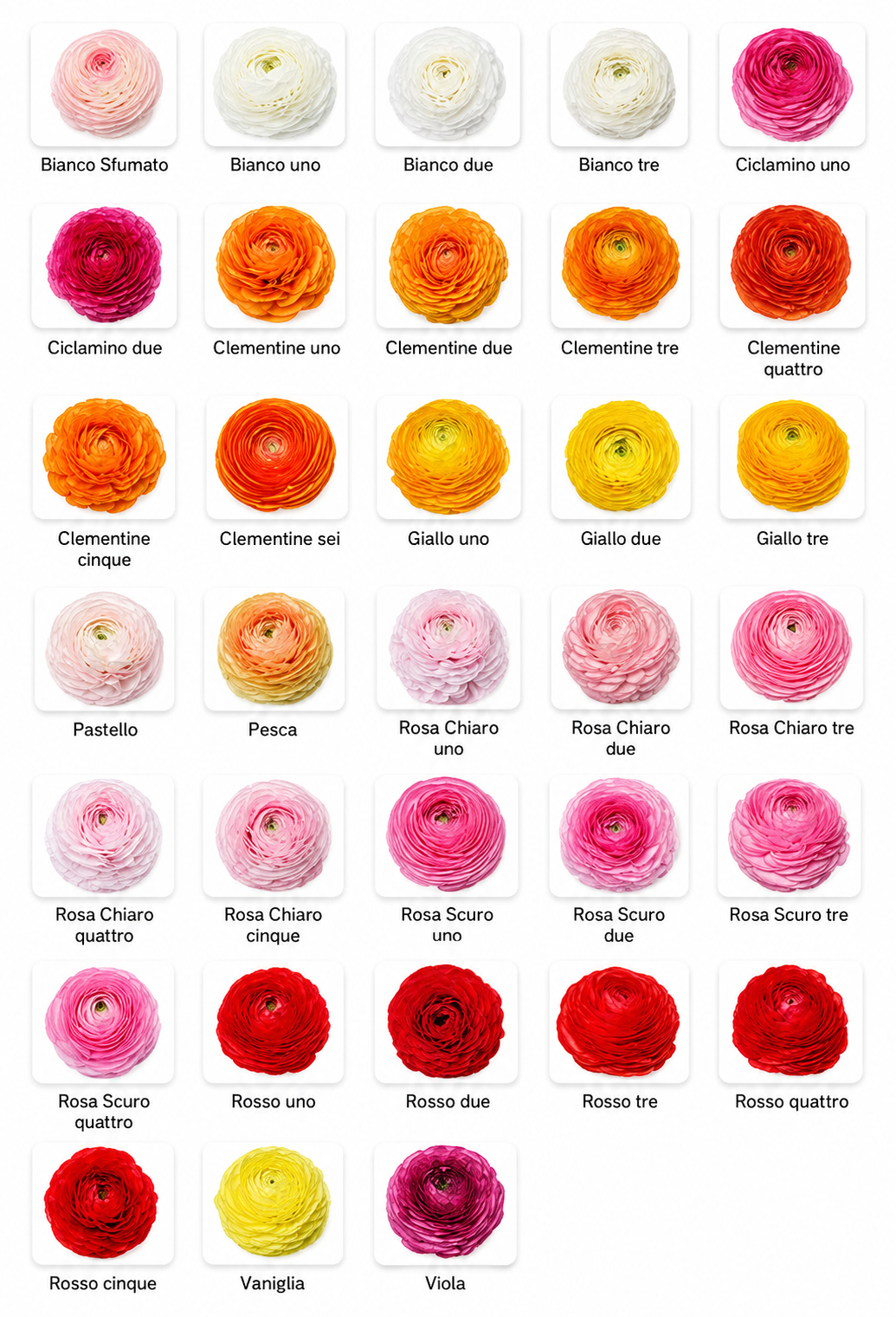 Ranunculus Flower
