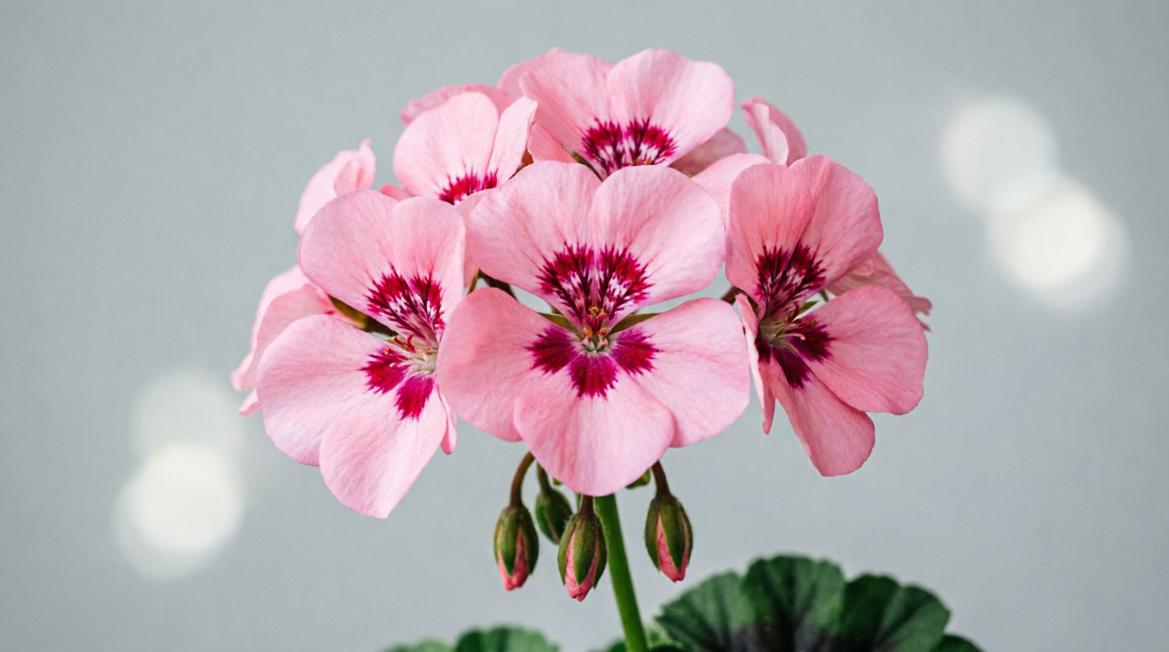 Geranium