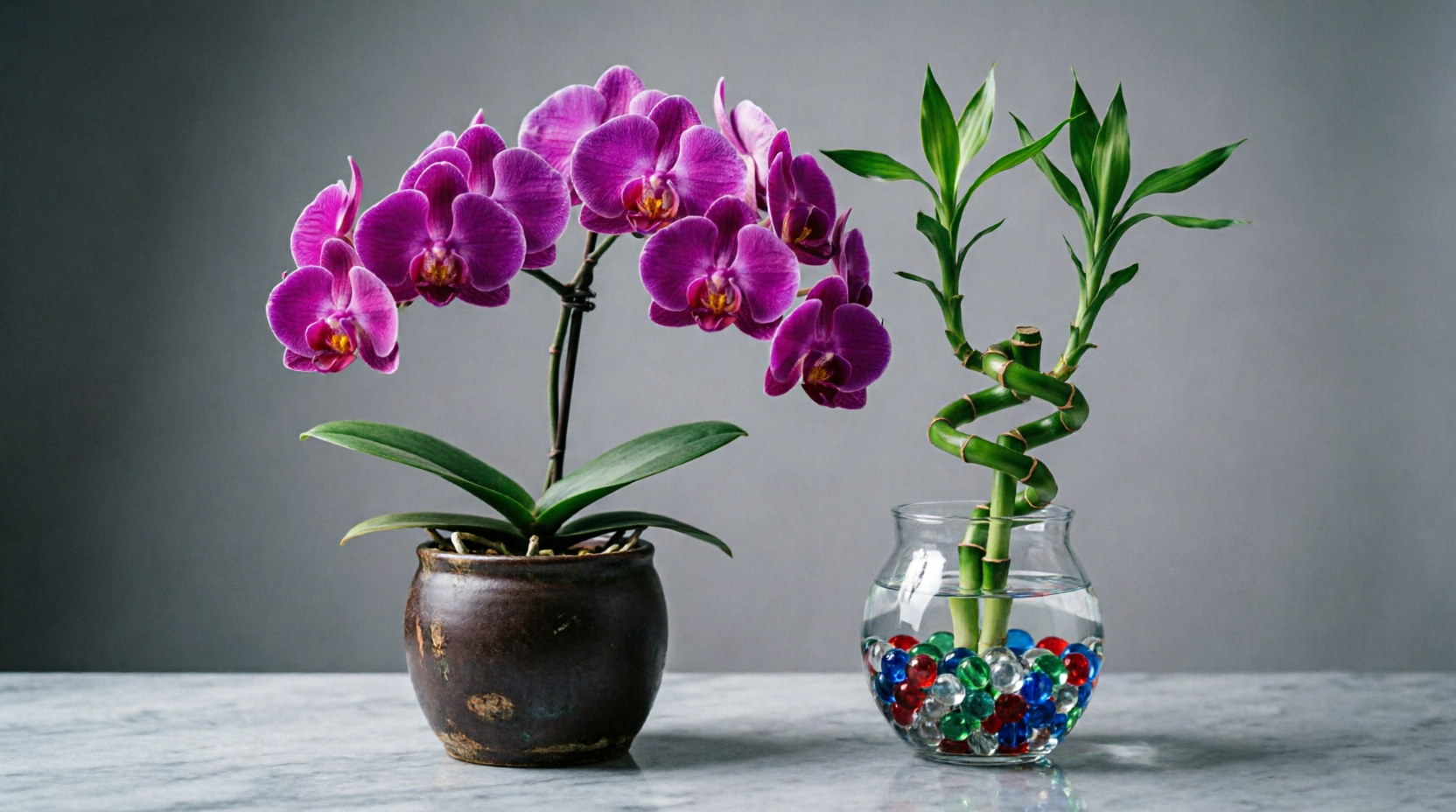 Orchid