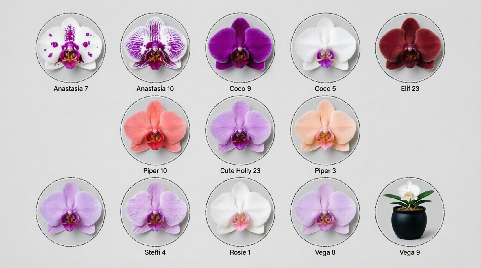 Orchid Flower