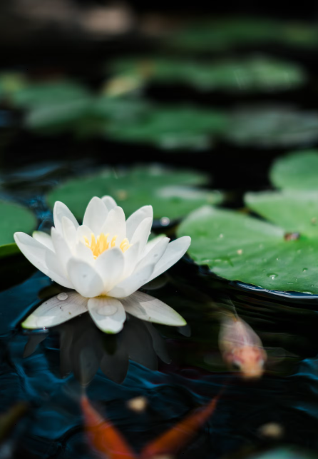 Lotus