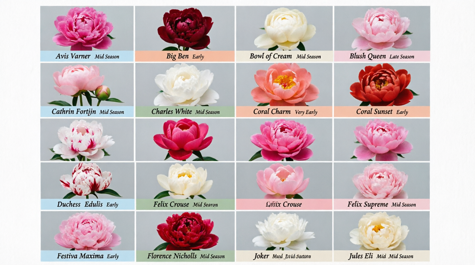 Peony Flower