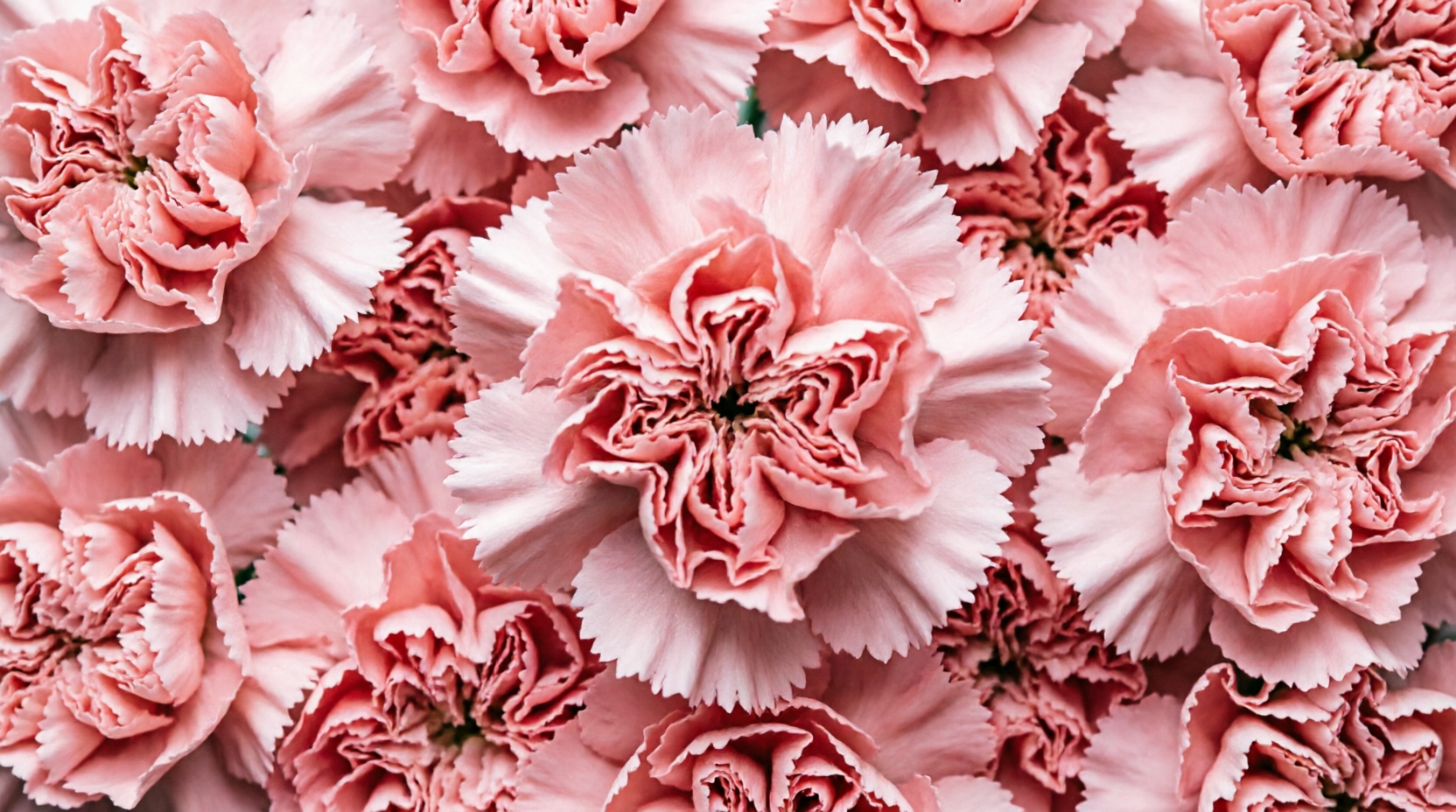 Carnation