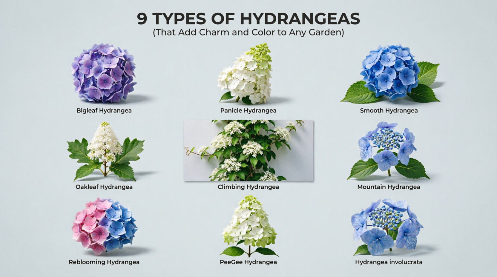 Hydrangea Flower