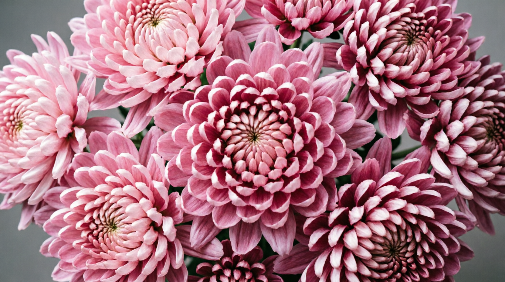 Chrysanthemums