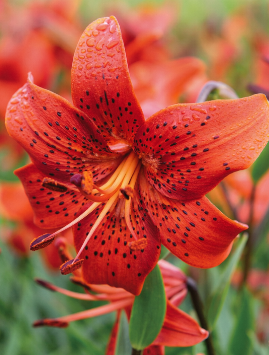 Lilies