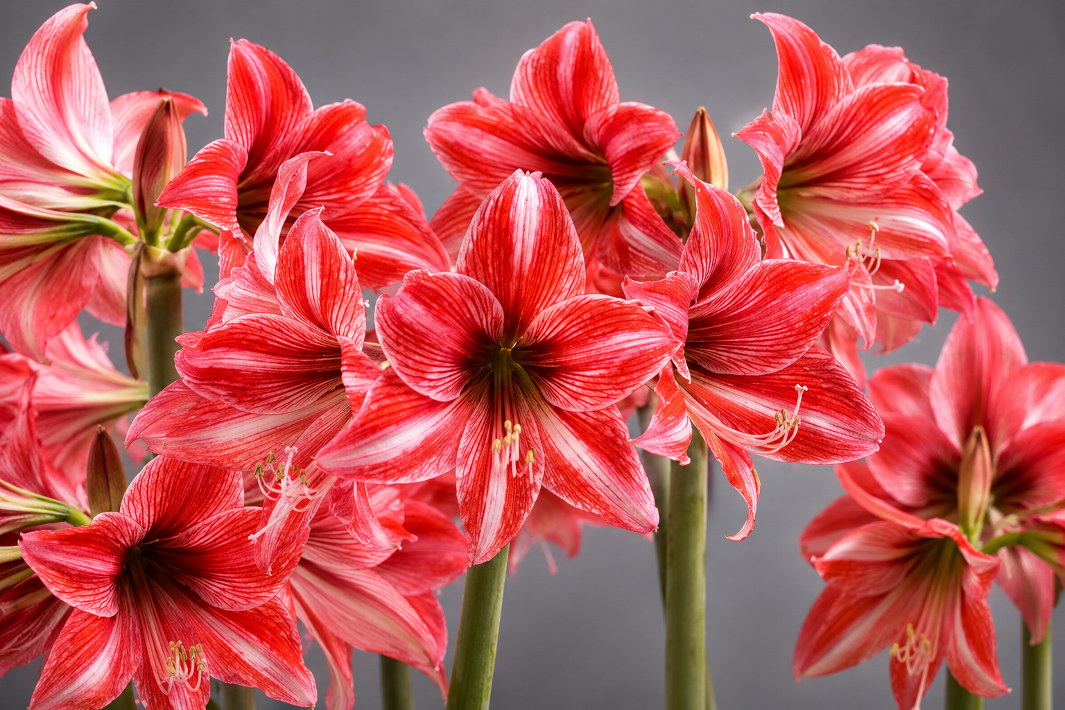 Amaryllis