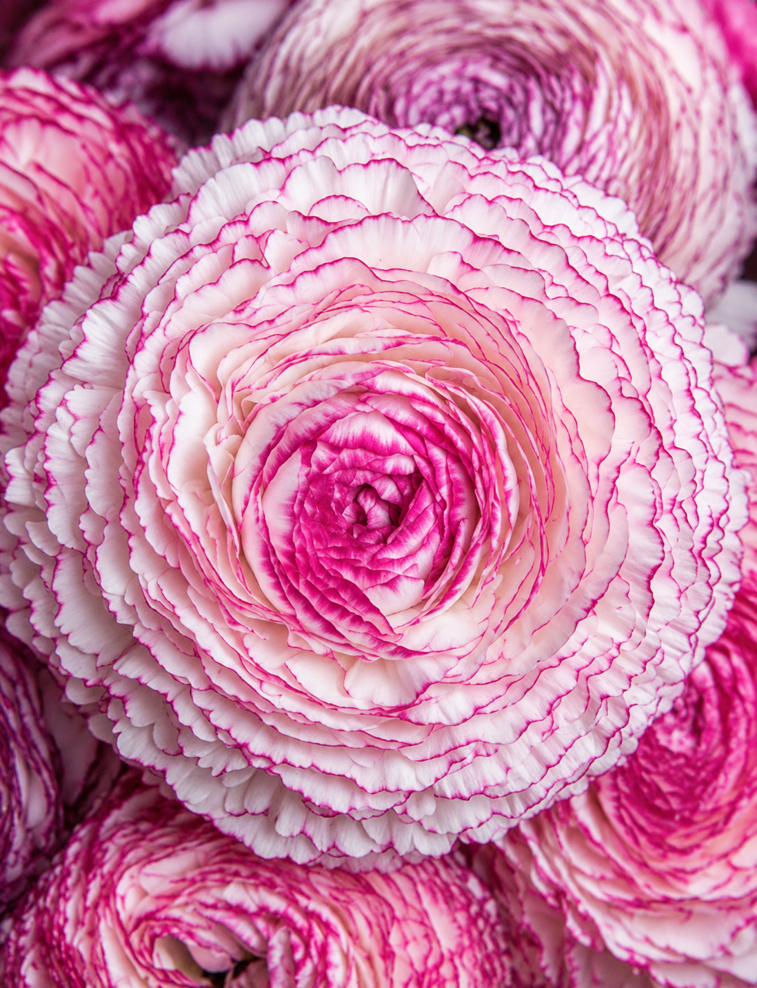 Ranunculus
