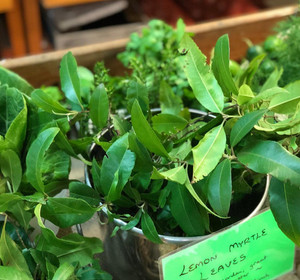 Lemon Myrtle Leaves Chemical Free Local - Bunch