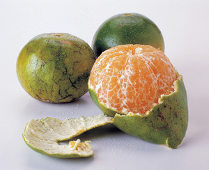 Mandarins Chemical Free Local - per kg