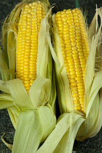 Sweet Corn Cob Organic - 2-3 per pack