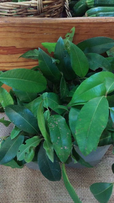 Lemon Myrtle Leaves Chemical Free Local - Bunch