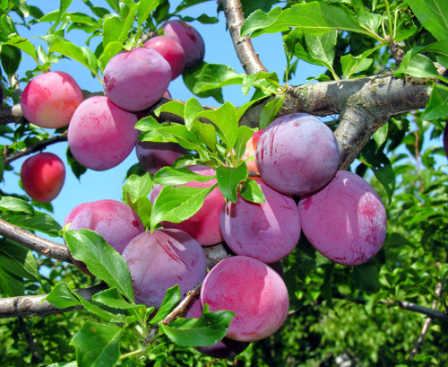 Plums (Donsworth - Japanese Blood Plum) Biodynamic Organic - per 100g