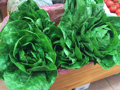 Lettuce Cos Organic - each