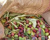 burlap-bag-olives.jpg