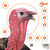 Allen EZ Aim Paper Four Color Patterning - 12x12 Turkey - 6 Pack