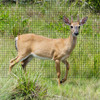 Fencer Wire Deer and Animal Fence Barrier Netting 7 ft. x 100 ft. with Mesh Size 3/4" (Heavy Duty) 