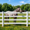 4-Rail Vinyl Ranch Fence Kit with 7ft Posts and 8ft Rails, Multiple Options