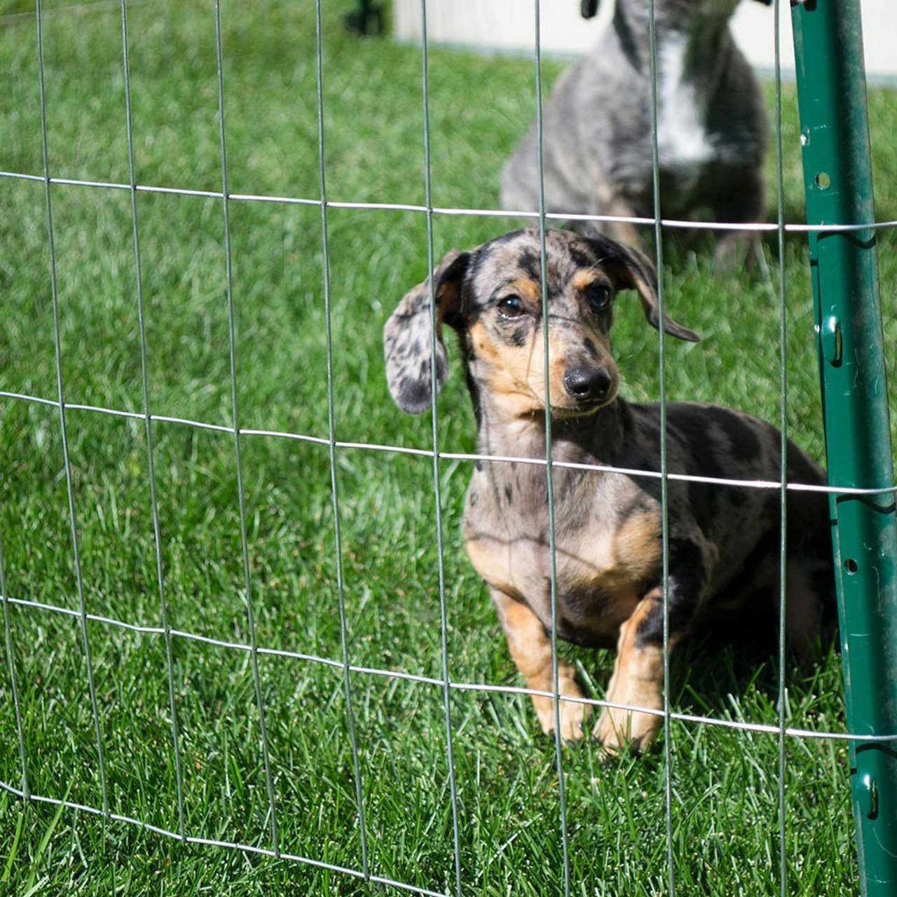 4 ft. x 100 ft. Galvanized Welded Wire Garden Fence, 2 in. x 4 in