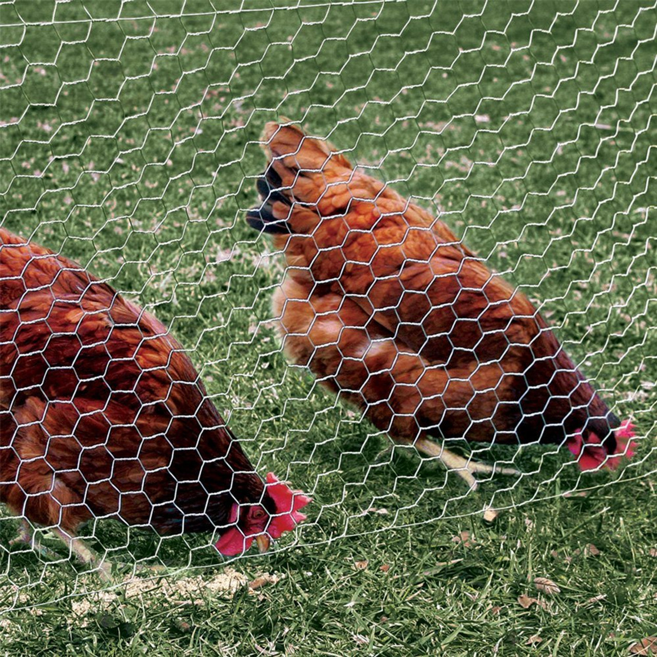 Chicken Wire Mesh – Cheapest Zoo Mesh for Peacock and Other Birds