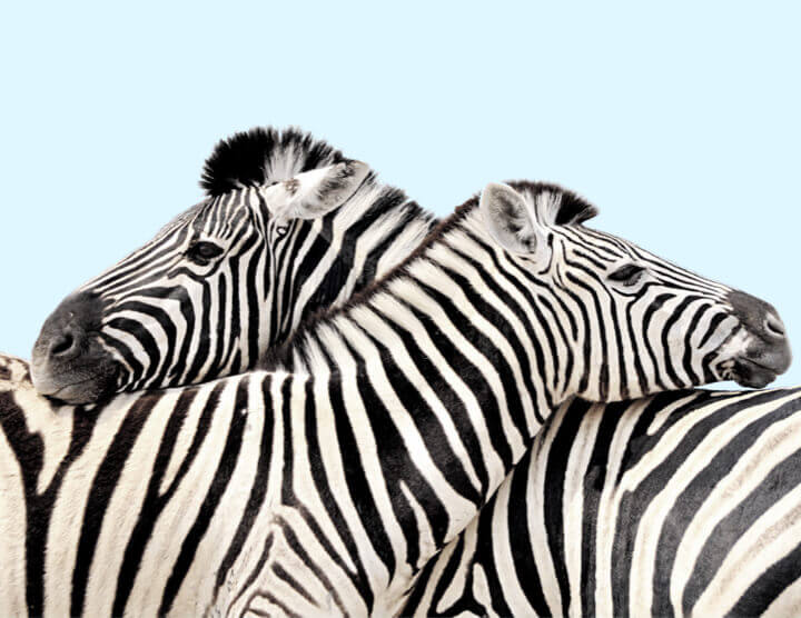 animals-img