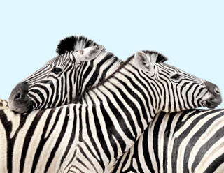 animals-img-mb