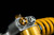 Ohlins 17-19 Honda CBR1000RR TTX GP Shock Absorber - HO 468 Photo - Close Up