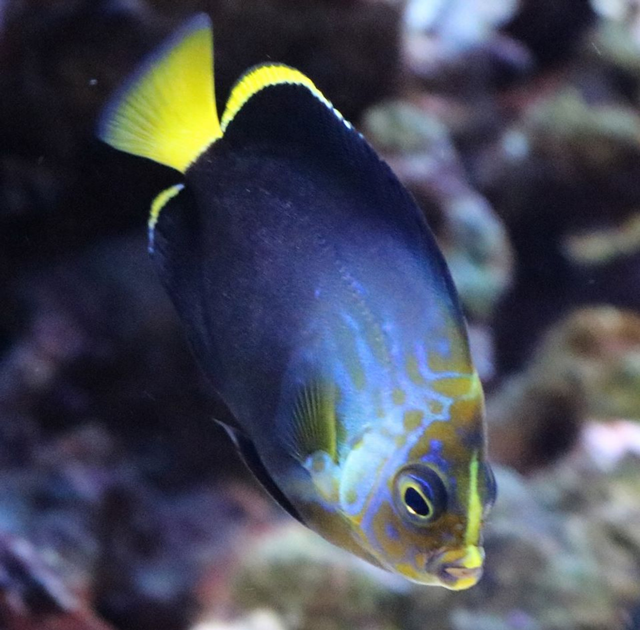 Blue Phantom Angelfish Photo Update