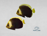 Captive-bred Black Phantom Angelfish