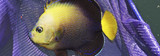 Angelfish