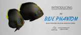 Introducing the Blue Phantom Angelfish