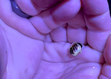 Success with Tiger Angels, Apolemichthys kingi Success with Tiger Angels, Apolemichthys kingi