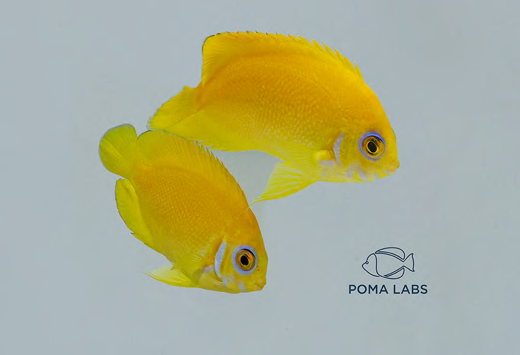 WYSIWYG Lemonpeel x Half Black F2 Hybrid Pair