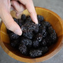 纯天然黑枣 无添加 12oz Hei Zao（Black）Jujube date Herbal Healthy Foods 