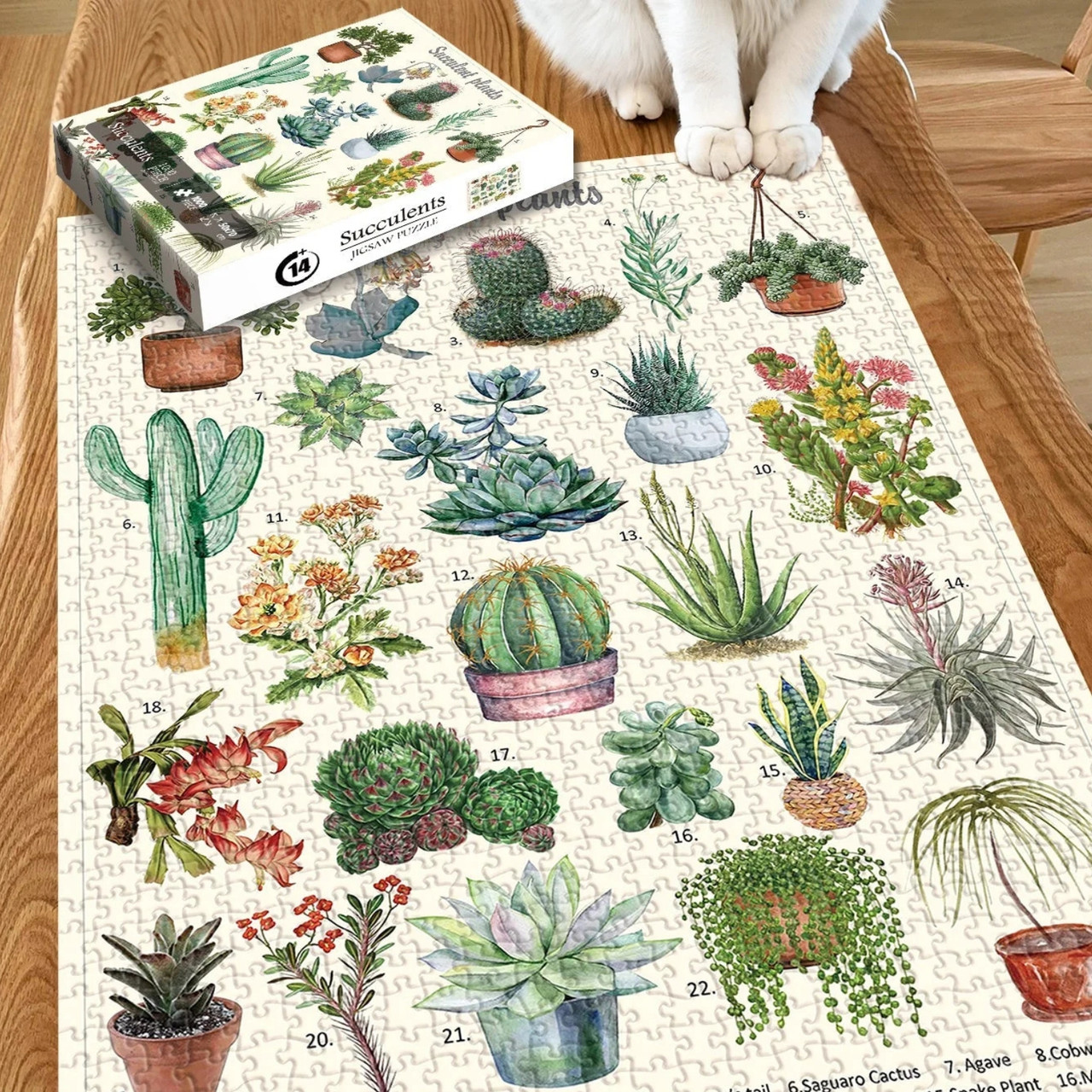 Succulents 1000 Piece Jigsaw Puzzle for Adults - Completed with Box
