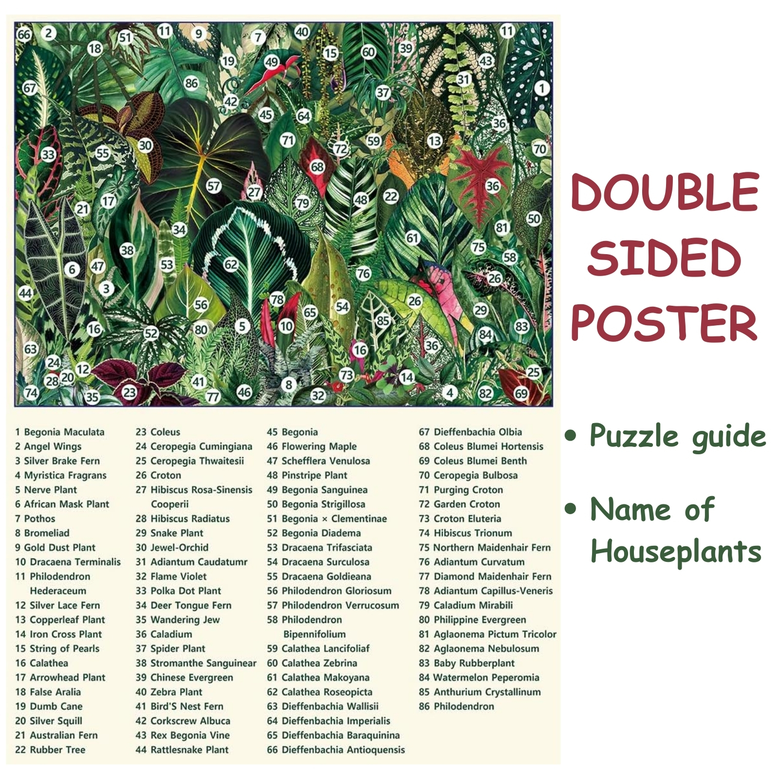 Houseplant 1000 piece jigsaw puzzle for adults - The houseplant jigsaw puzzle comes with double sided poster