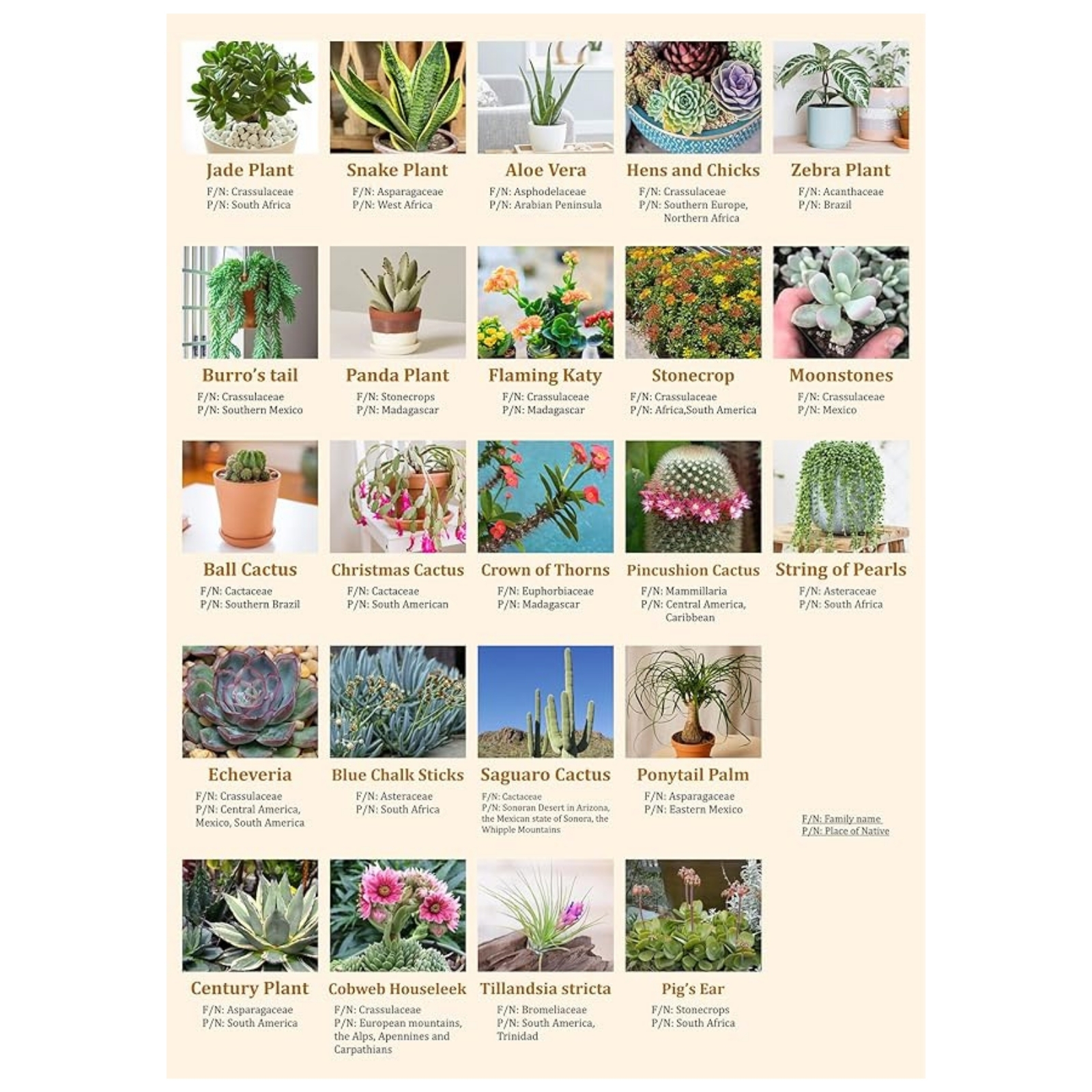 Succulents 1000 Piece Jigsaw Puzzle for Adults - Poster