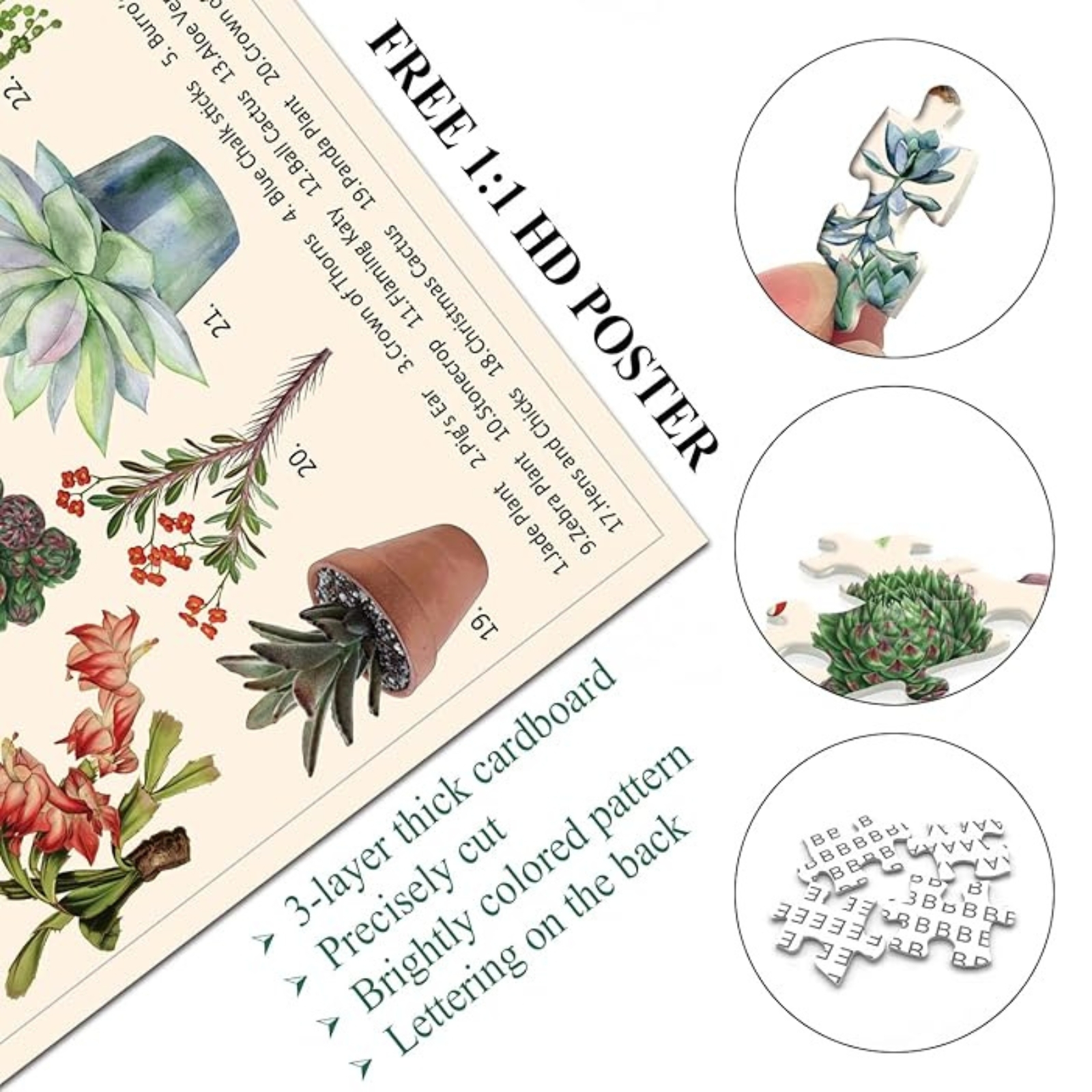 Succulents 1000 Piece Jigsaw Puzzle for Adults - High Quality Puzzle