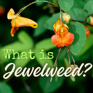 Jewelweed: What is it?