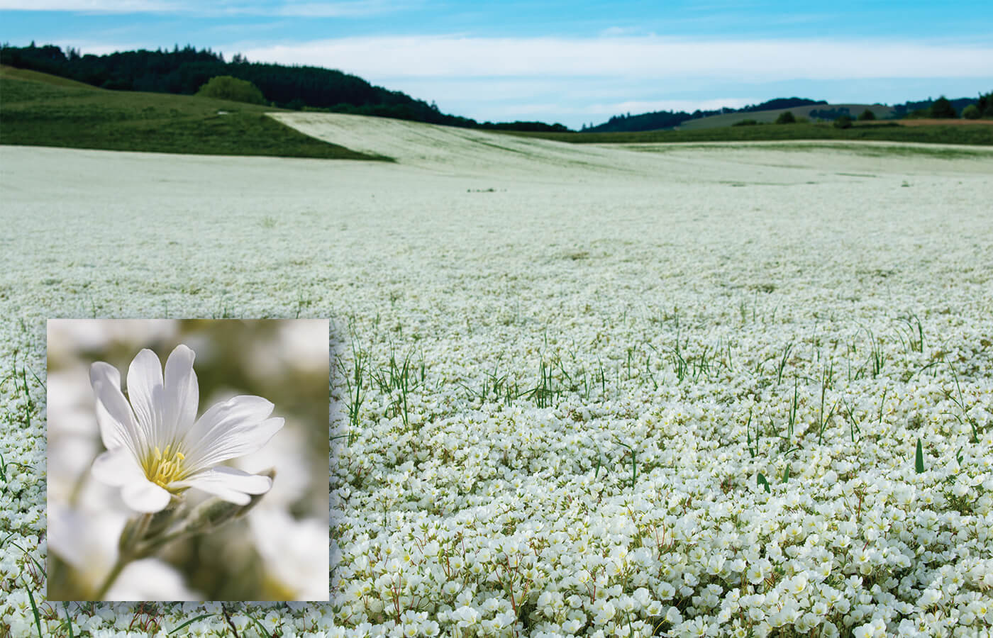 Crop fields of flowers harvested for Wend's exclusive Meadowfoam seed oil natural additives in its ski & snowboard waxes.