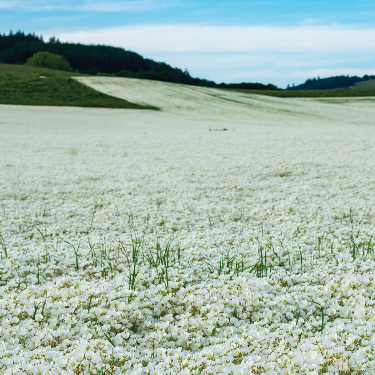 Field of wildflowers used to cultivate Meadowfoam seed oils and wax for Wend products