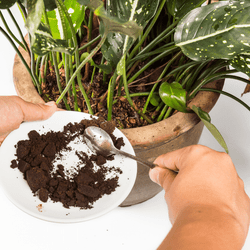 Clever Uses for Used Coffee Grounds