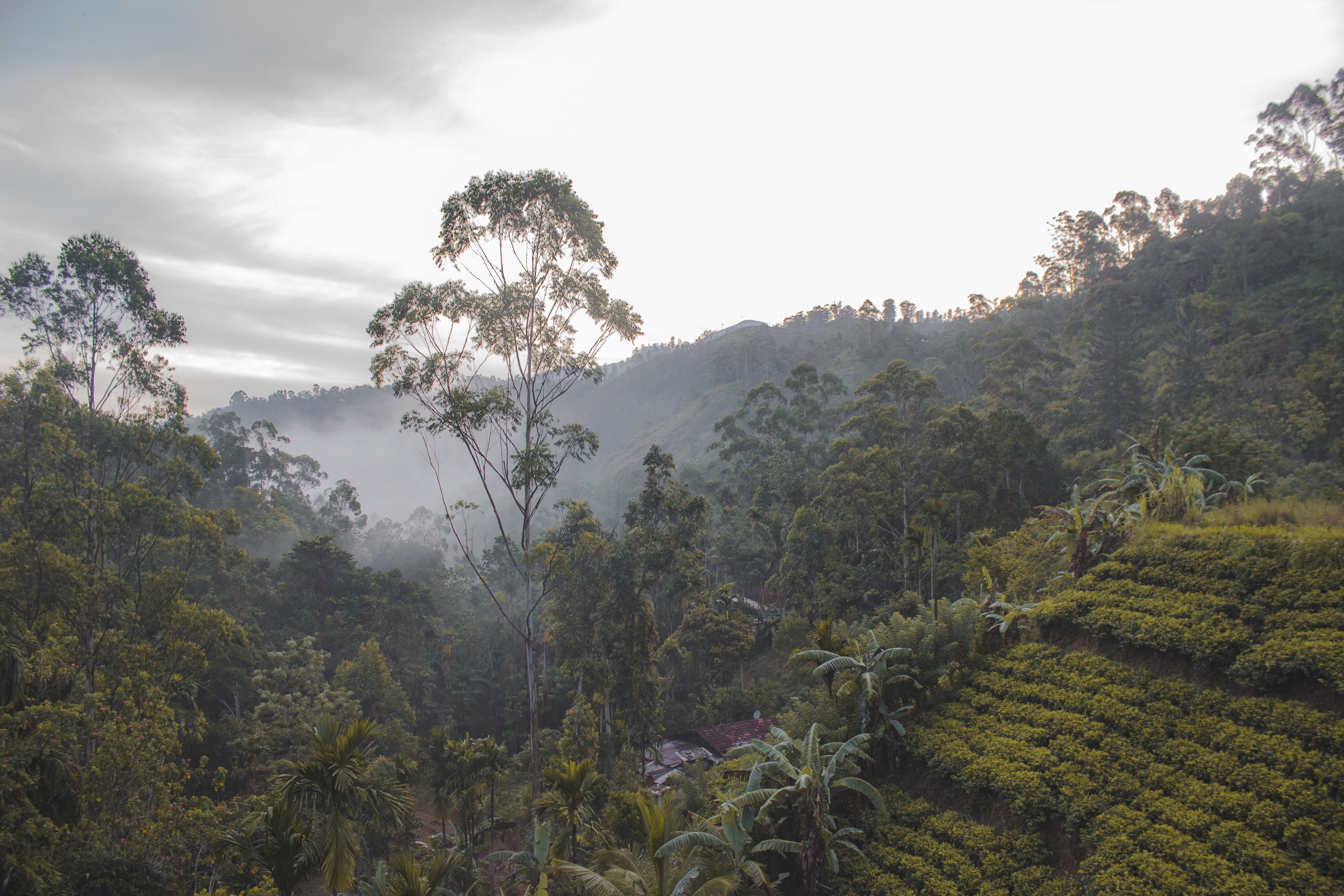 Sky Mountain Coffee