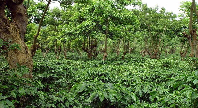 Shade Grown Coffee Farming